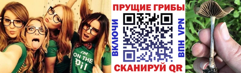 Галлюциногенные грибы Cubensis  дарнет шоп  Карасук 